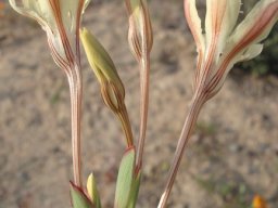 Lapeirousia fabricii floral stages